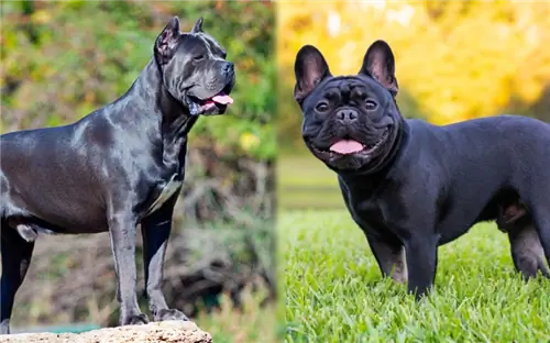 Cane Corso frantsuz buldogi aralashmasi: ma'lumot, rasmlar, xususiyatlar, & faktlar