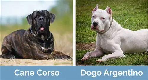 Kane Korso Dogo Argentinaga qarshi