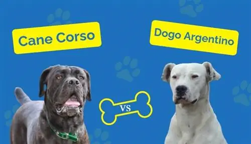 Cane Corso vs Dogo Argentino: Főbb különbségek (képekkel)