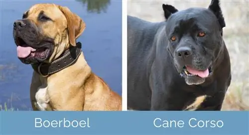 Boerboel lwn Cane Corso bersebelahan