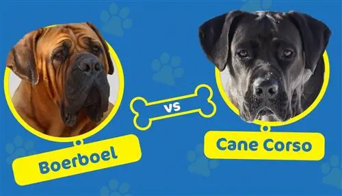 Boerboel vs Cane Corso: ¿Cuál es la diferencia?