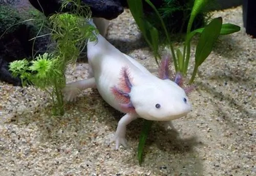 axolotl i sand med planter