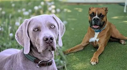 Boweimar (Boxer & Weimaraner Mix) Порода Инфо, Картинки & Traits