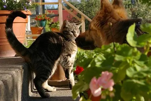 mbwa wa mchungaji wa kijerumani akimtazama paka tabby