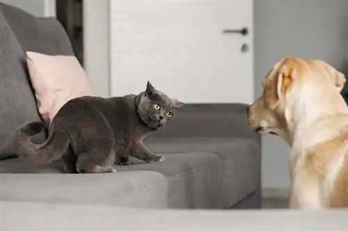 un chat gris et un chien labrador qui se regardent