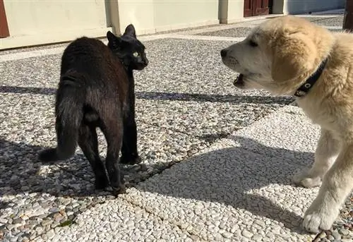 σκύλος που γρυλίζει σε μια γάτα