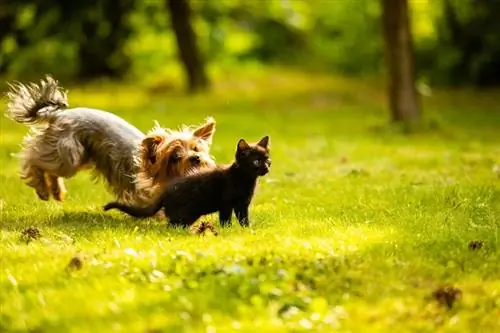 un chien qui poursuit un chaton noir