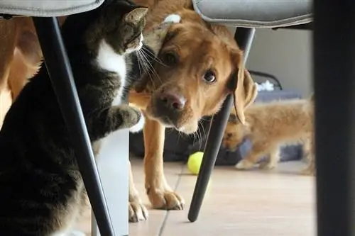 un chien qui poursuit un chat sous la table