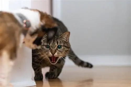 un chat se fâche contre le chien