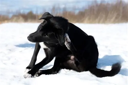 Zabíja chladné počasie blchy? Fakty posúdené veterinárom & často kladené otázky