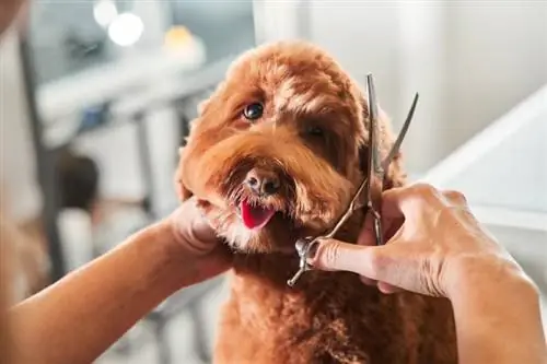 gos labradoodle assegut al saló de perruqueria