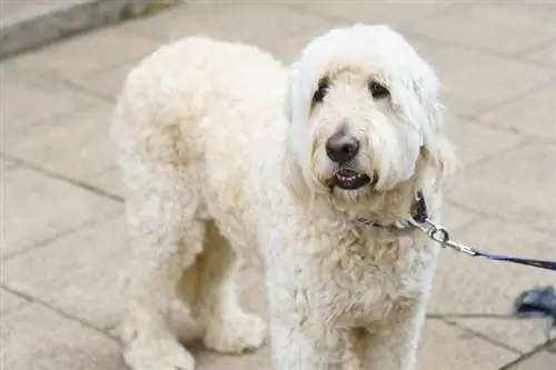 Beli labradoodle: slike, dejstva & Zgodovina