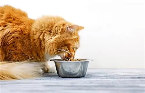 un gatto arancione che mangia cibo da una ciotola