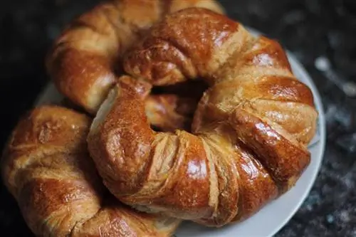 Bisakah Kucing Makan Croissant? Fakta yang Ditinjau Dokter Hewan & FAQ