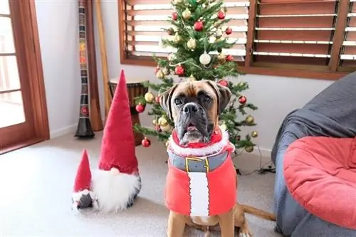 Boxer met kerstmankostuum