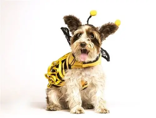 cane bianco che indossa un costume da ape