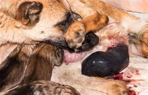 cane che espelle la placenta dopo il parto