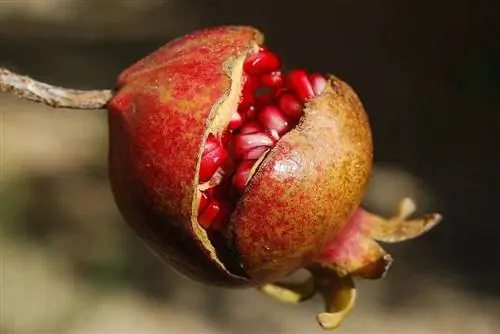 Kunnen katten granaatappels eten? Dierenarts beoordeelde feiten & FAQ