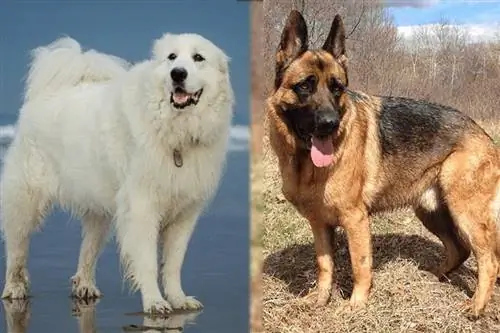 Great Pyrenees & German Shepherd Mix: Info, Pictures, Characteristics & Facts