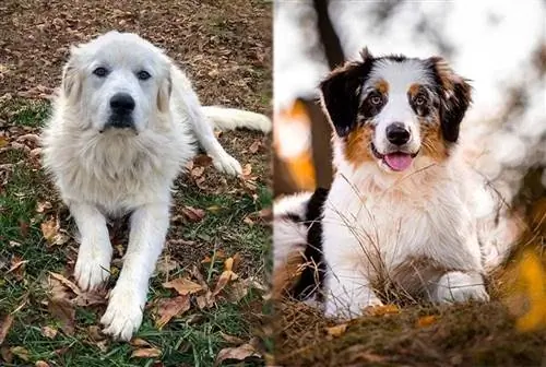 Great Pyrenees Australian Shepherd Mix Pet Breed Info: Gambar, Temperamen & Sifat