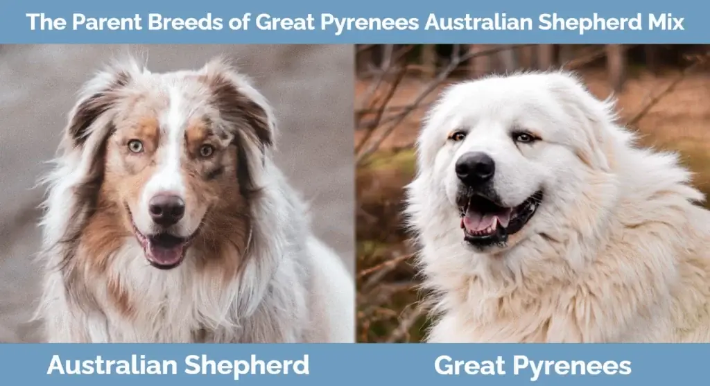 Foreldrerasene til Great Pyrenees Australian Shepherd Mix