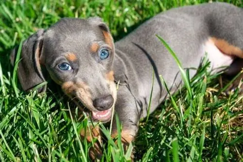 Miniatyr blå og brun dachshund_Adam Lovelace_shutterstock (1)