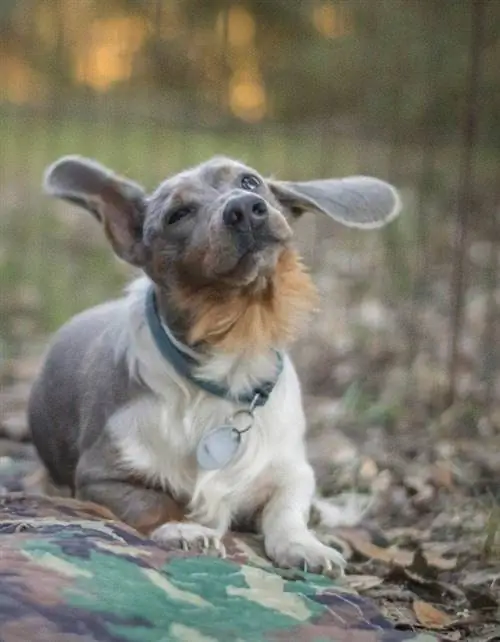 dachshund biru menggelengkan kepalanya