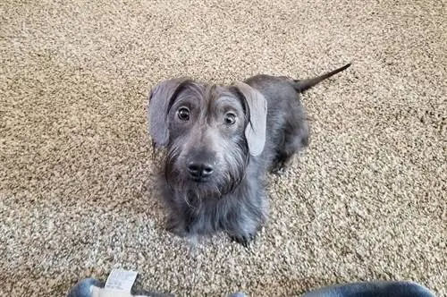 Blue Dachshund: Maklumat Baka, Gambar, Ciri-ciri & Anak Anjing