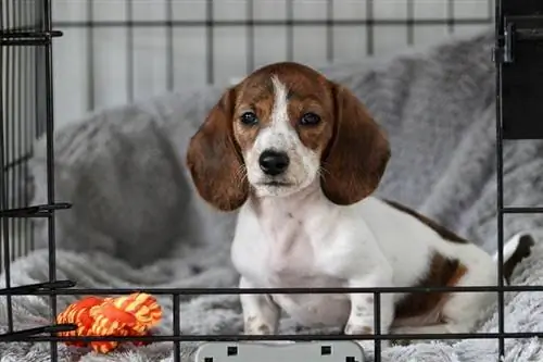 Kapı açıkken bir sandıkta oturan minyatür bir dachshund yavrusu