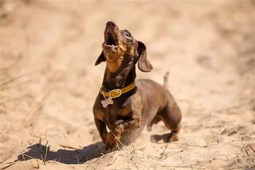 Dachshund thu nhỏ hú trên bãi biển