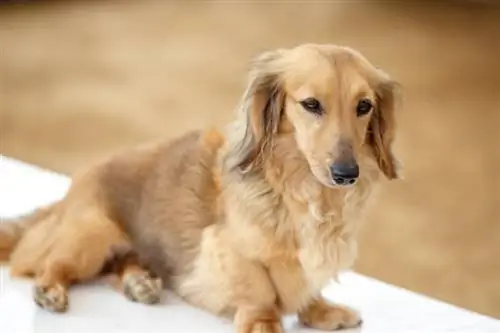 Miniature Dachshund: Сүрөттөр, фактылар & Дагы