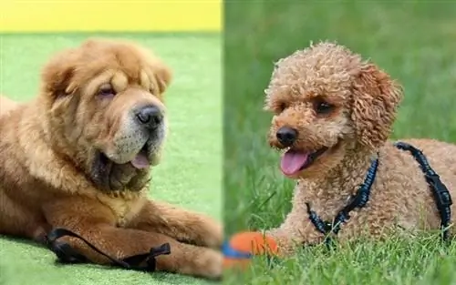 Shar Pei & Poodle Mix (Shar-Poo): Info, Pictures, Yam ntxwv & Facts