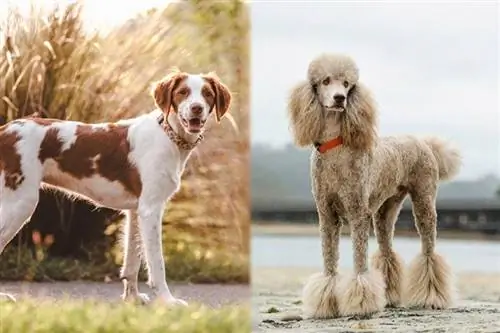 Brittnepoo (Brittany Spaniel & Pudel Mix): informacje, zdjęcia, fakty