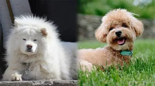 Sammypoo (Samoyed & Mchanganyiko wa Poodle): Maelezo, Picha & Sifa