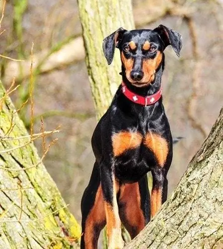 Manchester Terrier op 'n boom