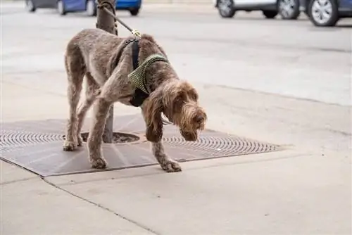 mastidoodle à l'extérieur