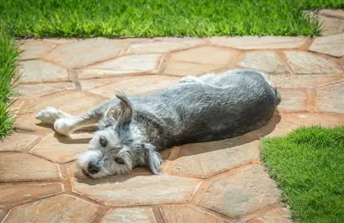 Race de chien Mauzer