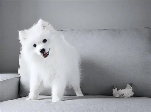 Cane eschimese americano in miniatura