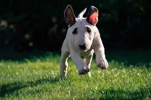 Cucciolo di Bull Terrier in miniatura