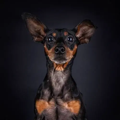 Pinscher in miniatura