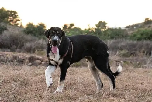 Molossus staan op droë gras