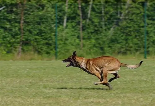 Malinois X Running