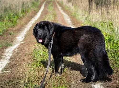 Mbwa wa Moscow Vodolaz Black Newfoundland mwenye kamba nje_maxim blinkov_shutterstock