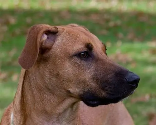 Cucciolo di montagna marrone