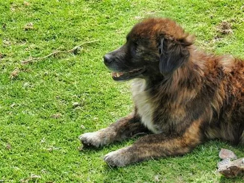 Authentique chiot mucuchies des Andes vénézuéliennes_agustin navarro_shutterstock