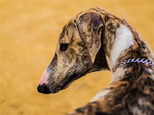 Race de chien indien Mudhol Hound_kidzandfurr_shutterstock