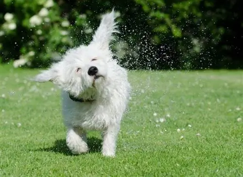 Chien de race mixte M alteagle