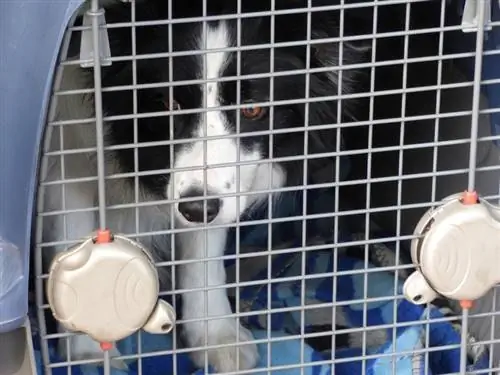 Cara Melatih Peti Melatih Collie Sempadan: 9 Petua Pakar