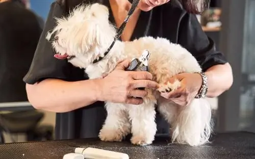 cachorro M altipoo branco cortando as unhas