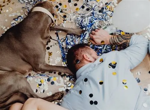 Perro grande durmiendo en una habitación desordenada